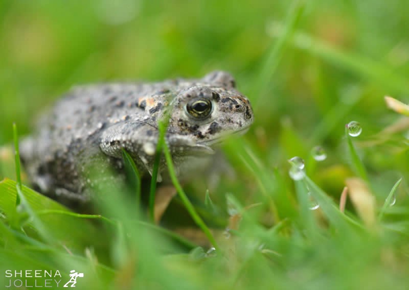 Natterjack Toad-Sheena Jolley.jpg - The Natterjack Toad is the only toad found in Ireland. They live in burrows of their own making particularly in sandy soil from which they emerge at night in the summer months to feed on insects and worms. It never leaps or crawls but its motion is more like runningThey have few predators especially in Ireland where there are no snakes. When molested it spreads itself out flat on the ground and pretends to be dead.They grow to a maximum size of 25mm and can live to an age of 7-8years.Shoton golf course in Castlegregory, Co Kerry in 